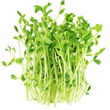 MICROGREENS DE BROCOLI (Brote Domo de 28 gr)