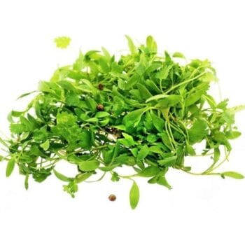 MICROGREENS DE ALFALFA (Brotes Domo de 28gr)