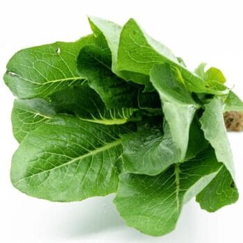 LECHUGA OREJONA BABY Pza pequeña