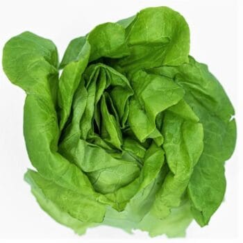 LECHUGA FRANCESA BABY Pza pequeña
