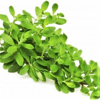 MANOJITO DE MENTA