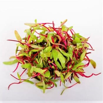 MICROGREENS DE BETABEL (Brotes domo 28gr)
