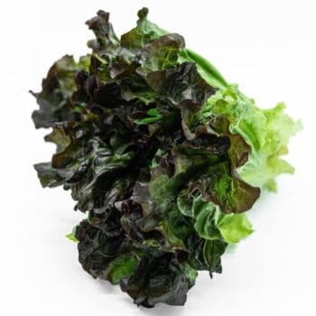LECHUGA SANGRIA BABY Pza pequeña