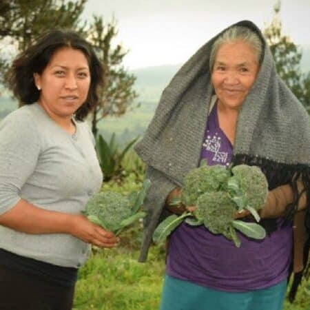 Paraíso vegetal: Mujeres Cosechando