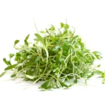 Brote de cilantro 100g