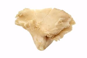 Setas blancas 500gr