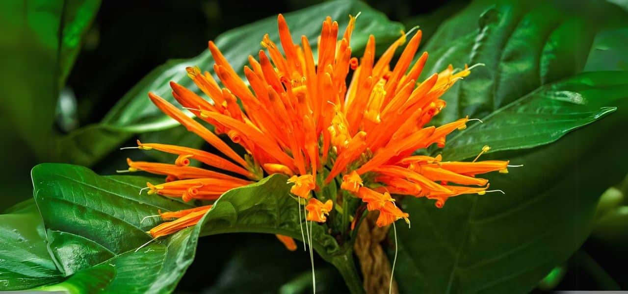Muicle, planta ancestral mexicana