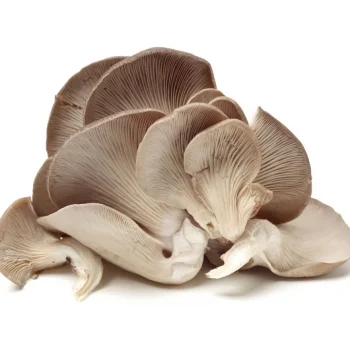 Setas grises 500gr
