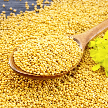 Semilla de mostaza 100g (Agroecológica / Granel)